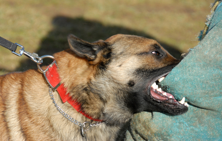 Dog-Bite Statutes in Minnesota